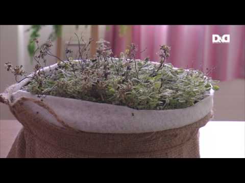 Video: Zimzelene Biljke
