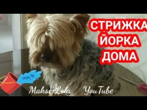 МОДНАЯ СТРИЖКА ЙОРКШИРСКОГО ТЕРЬЕРА! Haircut Yorkshire terrier!