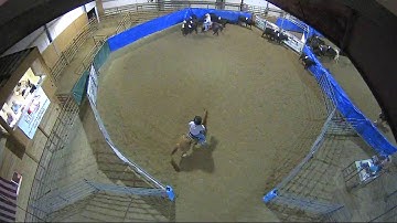 Big Sky Ranch Sorting Saddle Series #4 - #5 SORT - Round #1 - Ride #35