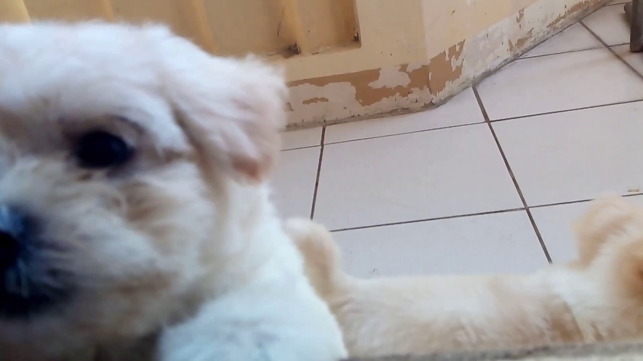 cross breed shih tzu and japanese spitz