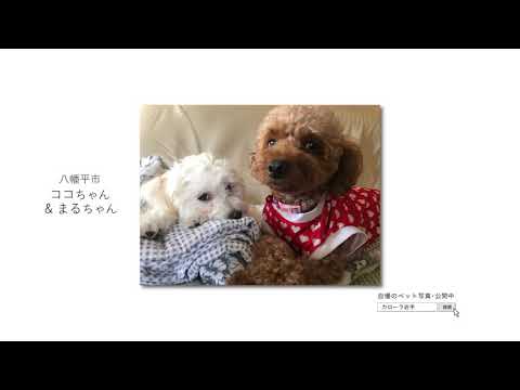 【トヨタカローラ岩手】CM2020 ペット写真篇　第３弾 06 15秒ver