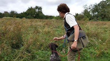 German shortaired pointer