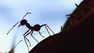Why ants don't get stuck in traffic