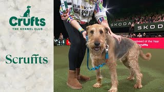 Our Scruffts Winner, Diesel! | Crufts 2024