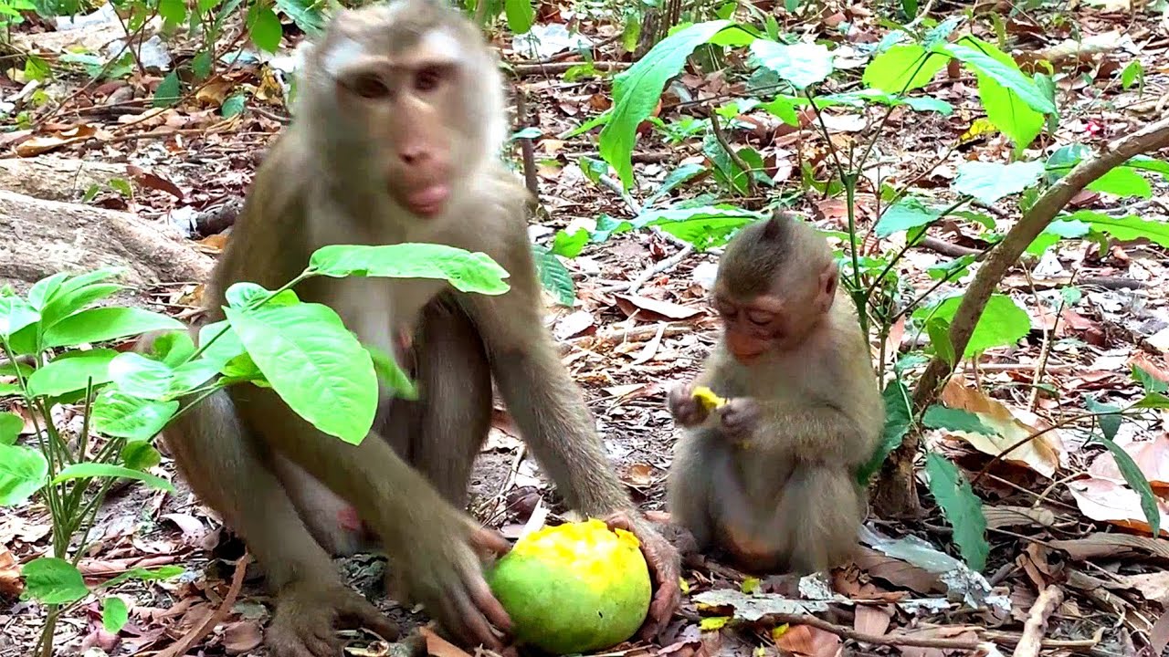I Am Very Hungry Baby Rainbow Libby Eat A Big Mango So Yummy i-am-very-hungry-baby-rainbow-libby-eat-a-big-mango-so-yummy