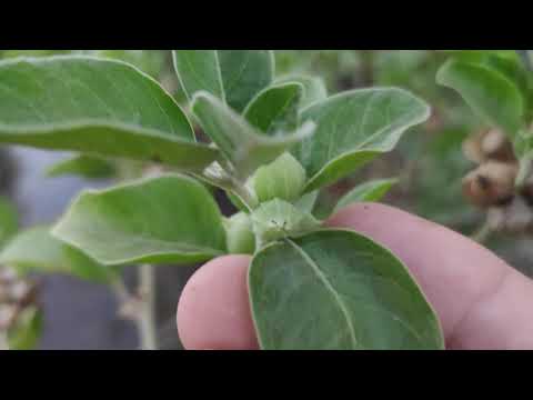 فيديو: استخدامات نبات الجينسنغ في الحديقة - كيفية زراعة نباتات الجينسنغ