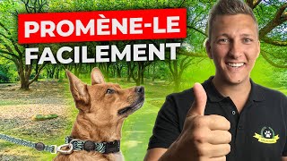 Promenade de chien : comment faire pour le promener FACILEMENT ?