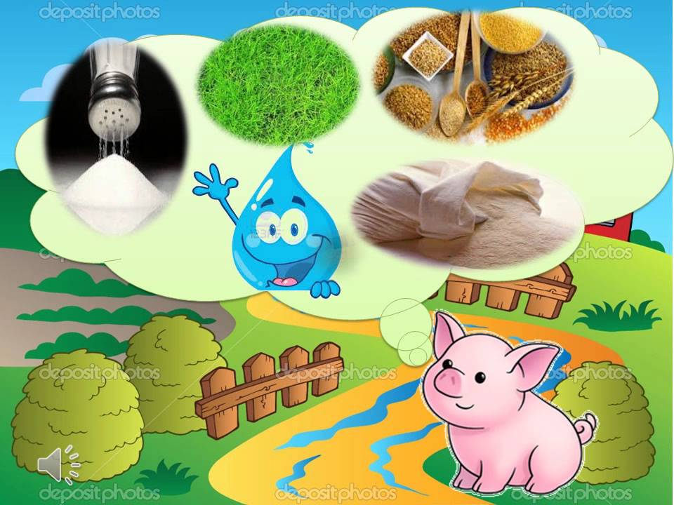 CICLO DE VIDA DEL CERDITO - YouTube CICLO DE VIDA DEL CERDITO - YouTube