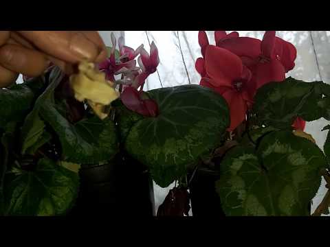 Video: Reproducerea Ciclamenului (18 Fotografii): Cum Să Propagați O Floare De Interior Cu Frunze și Rozete Acasă?
