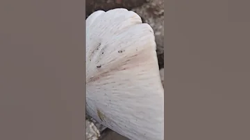 UMUTI WA SIDA 