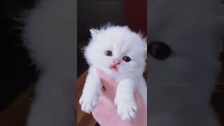 Cute Baby Kittens ❤❤#cat #catvideos   #猫 #kitten #cats  #shorts #catlover #funny #funnyvideo