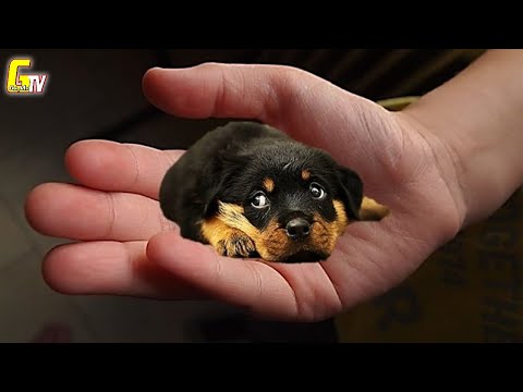 Video: Năm giống chó nhỏ, lông mịn nhất