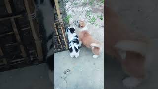 uronto pokar pechhone legechhe 🧐🧐#funny #shorts #shortvideo #subscribe