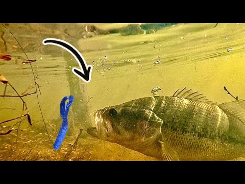 How to Catch Spawning Bass: Tips For A Successful Season #bassfishing #spawningbass #viralvideo #fyp