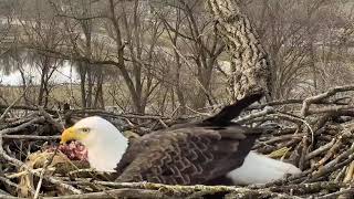 Decorah Eagles 1-16-19, 8-40 am, Downy woodpecker then DM2 to the nest