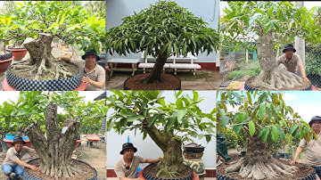 Mr Liền | #0354556952 | Đặc Biệt Giới Thiệu Bonsai Cây Ăn Trái Vú Sữa, Mận, Lý,  Lêkima, Sơri.