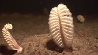 What is a Sea Pen? | Oceans | BBC Earth