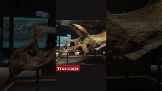Dinosaurs found in Canada: Triceratops