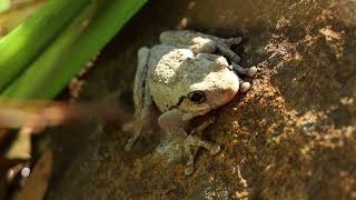 How biodiversity ponds can save Australian wildlife