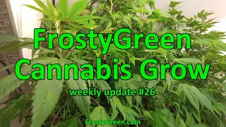 Cannabis Grow weekly #26 - Frosty Green