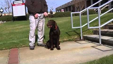 K2 Solutions Person Borne Weapons Detection Dogs