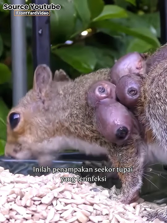Larva Ini Hidup Ditubuh Hewan #faktaunik #hewan #shortvideo