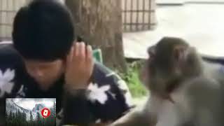 Viral||Monyet lucu pinjam Uang Buat Beli Roko||