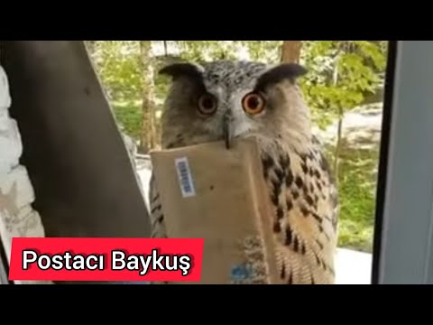 Baykuş