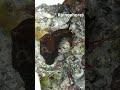 Sea Hare Biology #animals #marinebiology #science #marinelife #ocean