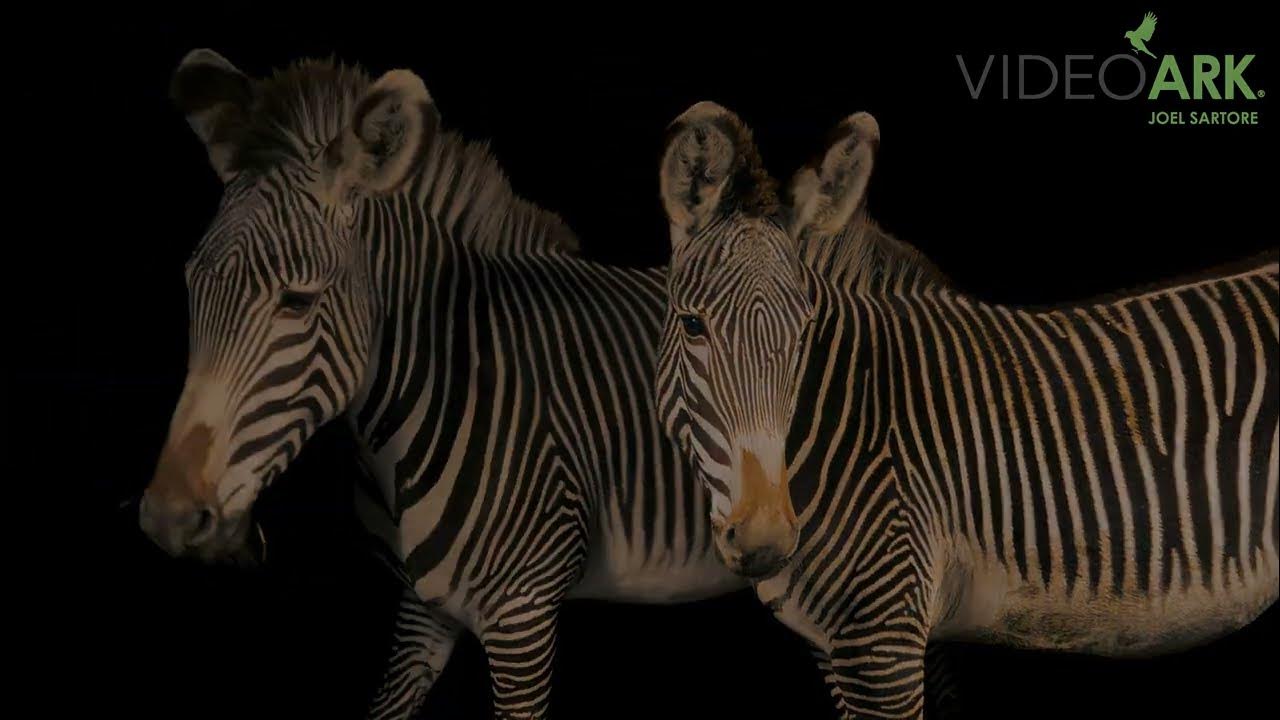 Two endangered Grévy's zebras (Equus grevyi) at Safari North Wildlife