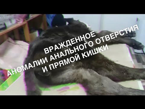 Видео: Сужение анального или ректального отверстия у собак