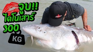 จูบปลาไดโนเสาร์ หนัก 300kg.!! Kissing 300kg. Monster Sturgeon!