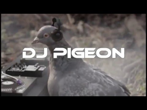 DJ PIGEON