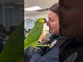 Parrot Whispers ‘My Heart Speaks Your Name’… Officer Blushes 😍