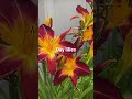 Day lily or Hemerocallis