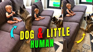 Dog Playing With His Little Human Brother as He Laughs