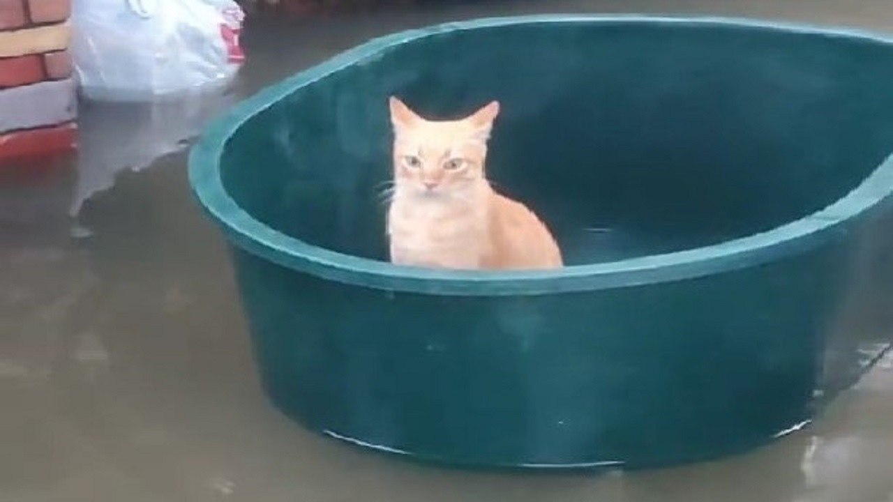 Default cat behavior