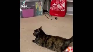 Im Using My Rose Toy