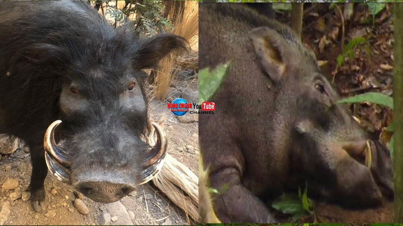 hunting food in the jungles part-9