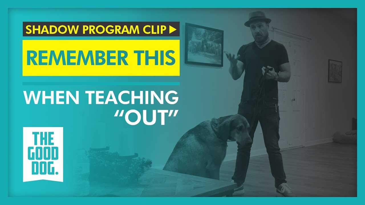Remember this when teaching “Out” Shadow Program Clip The Good Dog
