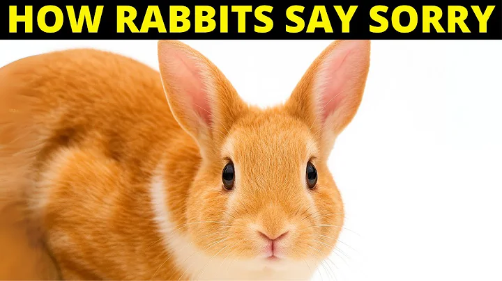 HOW DO RABBITS APOLOGIZE TO HUMANS?