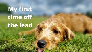 Training a puppy off lead for the first time #trainedpuppy by Puppy Steps Puppy Training 47 views 1 year ago 1 minute, 27 seconds