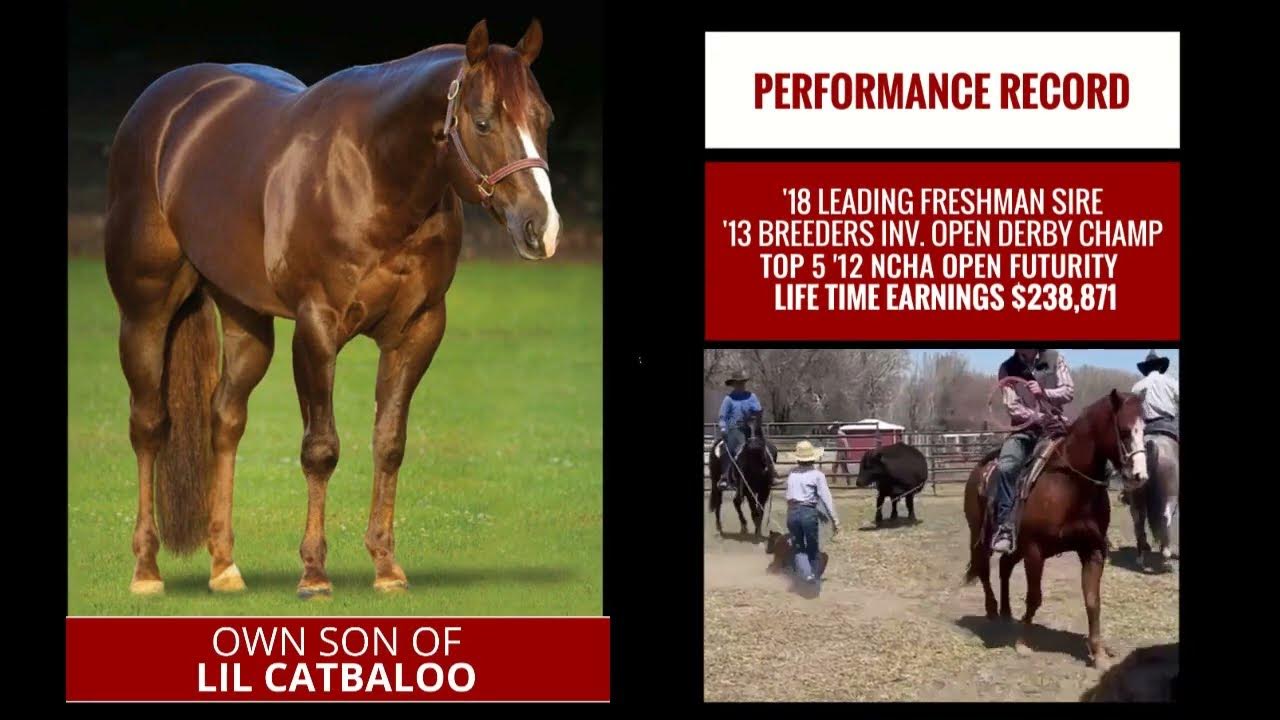 2023 Shelman Family Horse Sale Lot 19 CD Dollar Baloo YouTube