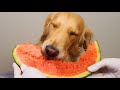 ASMR 강아지 수박먹방 Watermelon Mukbang 아따 시원하구멍~