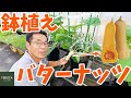 【家庭菜園】丈夫で育てやすい！バターナッツを鉢で栽培しよう！【ベランダ菜園】