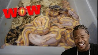 New Egg Cutting Video | Pied Clutch Update !!