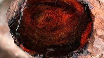 Review gốc trắc đỏ đen krôngpa tinh lõi đông đặc 12kg kt trong vd đục đẽo các kiểu ạ