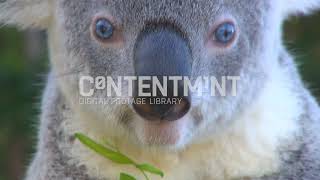 Blue eyed koala