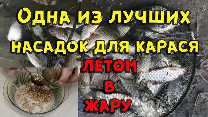 Лучшая насадка на карася – руководство по выбору