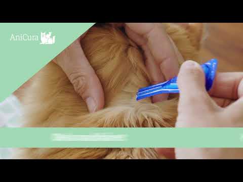 Video: Hur Man Applicerar Droppar På En Katt